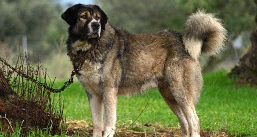 Greek Shepherd Dog Images